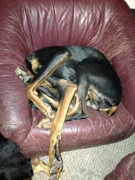 More images for dog sleeping positions » 50 Times Dogs Managed To Fall Asleep In Awkwardly Funny Positions