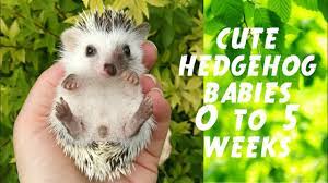 Hamor hollow doesn't recommend handling young babies or disturbing the nest as it may result in an agitated or upset mother hedgehog. Watch Hedgehog Babies Grow Up 0 35 Days Torpesun Babak Fejlodese Youtube
