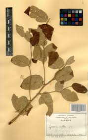 Image result for Grewia mollis