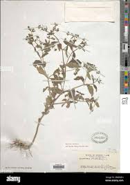 Image result for Sigesbeckia