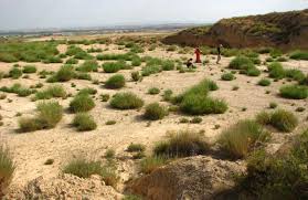 Botanist of the month: Isabel Martínez-Nieto