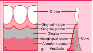 Image result for Gingiva