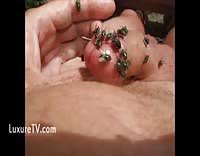 Flies maggots - Extreme Porn Video - LuxureTV