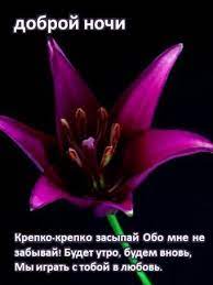 How to say sweet dreams in russian. Good Night And Sweet Dreams In Russian Para Android Apk Baixar