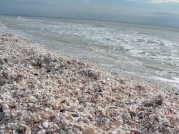 Maybe you would like to learn more about one of these? Shells Pile Of Shells To Sit And Search Picture Of Sanibel Island Southwest Gulf Coast Tripadvisor