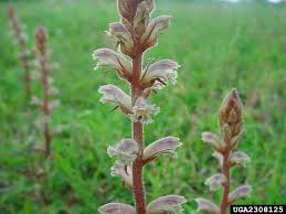 Image result for Orobanche