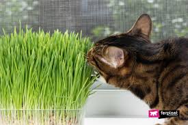 If your cat eats extra salt, she will vomit and urinate excessively, becoming dangerously dehydrated in the process. Poisonous Plants And Flowers Dangerous To Cats