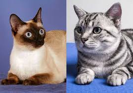 Shes a 3 month old lynx point siamese mixed with tabby. Lynx Point Siamese All Things You Need To Know Zooawesome