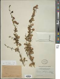 Image result for Tinnea aethiopica