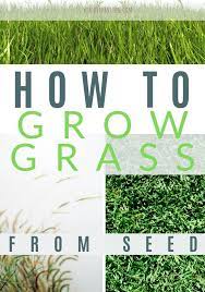 How To Grow Grass From Seed Easy Guide Growing Grass From Seed Growing Grass Grass