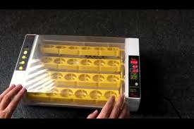 Hhd Newest Automatic Mini Chicken Egg Incubator Holding 24 Eggs Yz 24a Buy Mini Egg Incubator Chicken Egg Incubator 20 Eggs Incubator Product On Alibaba Com 5.large hatching capacity with the small volume. hhd newest automatic mini chicken egg incubator holding 24 eggs yz 24a buy mini egg incubator chicken egg incubator 20 eggs incubator product on