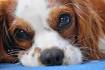 Best Cavalier King Charles Spaniel Breeders In New Jersey ...
