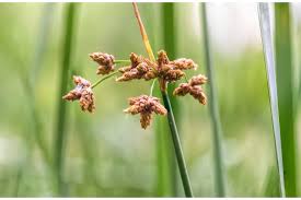 Image result for Schoenoplectus scirpoides