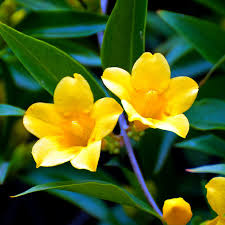 Sc flag with south carolina coloring pages glum. South Carolina State Flower Yellow Jessamine