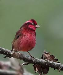 Black Birds In Pakistan Dark Breasted Rosefinch Procarduelis Nipalensis Found In Bhutan China India Laos Myanmar Nepal Pakistan Thailand Beautiful Birds Nature Design Birds