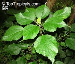 Image result for Boehmeria nivea