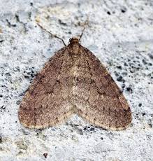 Image result for Operophtera brumata