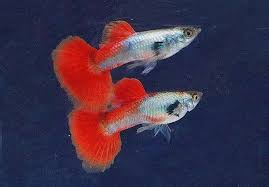 Pair Platnium Red Flame Tail Guppies For Shrimp Fish Tank Guppy Koi Pond Guppy Fish Tank Fish