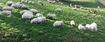 What Is The Best Animal To Eat Extra Grass Family Farm Livestock