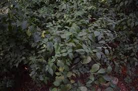 Image result for Achyrospermum carvalhoi