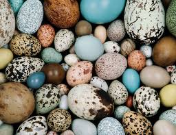 Exotic Bird Eggs For Sale In India Pin By Kqed Science On Animals Bird Eggs Egg Shells Egg Pictures