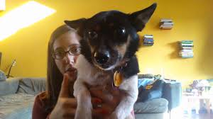 We did not find results for: How To Be A Jack Russell Pomeranian Mix Youtube