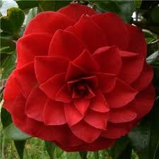 Camellia Japonica Black Tie Red Flowers Camellia Plant Flowers