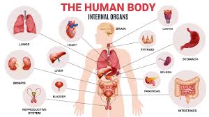 The Body Parts In Spanish – From Head To Toe | Mondly Blog