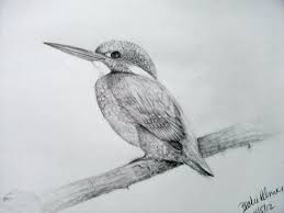 Choose your favorite hawk feather drawings from 100 available designs. Pin On My Drawings