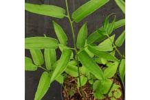 Image result for Coniogramme africana