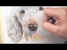Do you draw the hair in large chunks? Drawing White Dog Fur On White Paper Youtube Dog Fur White Dogs Watercolor Dog