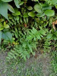 Image result for Ampelopteris