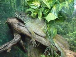 Maybe you would like to learn more about one of these? Philippine Sailfin Lizard Hydrosaurus Pustulatus Zoochat