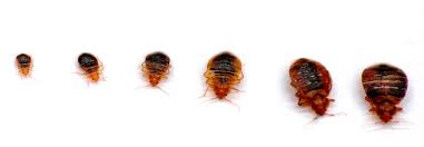For complete elimination of bed bugs, a professional bed bug pest control company in dubai should be hired to carry out the process. Bed Bugs Control In Abu Dhabi Bed Bug Control Bug Control Bed Bugs