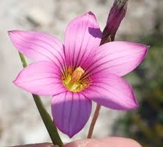 Image result for Romulea camerooniana