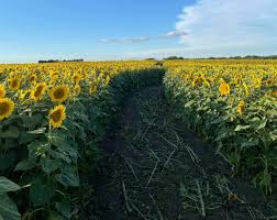 Sunflower Valley Farms: Alberta's Massive Sunflower Field Opens For 2023  Season This Heritage Day Weekend | To Do Canada