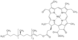 Chlorophyll is usually located in the chloroplasts. Datei Chlorophyll F Svg Wikipedia
