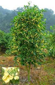 Plantfiles Pictures Sweet Olive Fragrant Tea Olive Osmanthus Fragrans 33 By Snasxs Tree Seeds Osmanthus Fragrans Nutmeg Tree