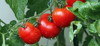 Growing tomatoes in pots is especially beneficial to you as it can minimize damages caused by pests and diseases. How To Plant Tomatoes 7 Common Mistakes When Growing Tomatoes In Pots Flower Power