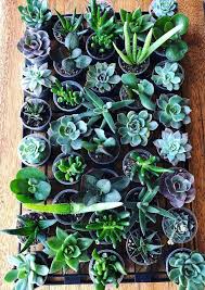 2803 delaware ave buffalo, ny 14217 usa. How To Shop At Your Favorite Local Plant Flower Shops Right Now Step Out Buffalo
