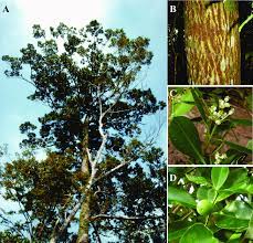 Calophyllum calaba is properly typified on material from sri lanka and considered misapplied to c. Calophyllum Brasiliense A Arbol B Corteza C Hoja Y Flores D Download Scientific Diagram