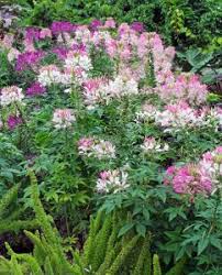 Image result for Cleome