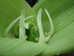 Image result for Vahlia capensis