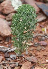 Image result for Eriospermum seineri