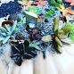Succulent Pumpkins event image