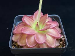 Image result for Launaea rarifolia