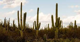 Binary compound that occurs at room temperature as a clear colorless odorless tasteless liquid; Saguaro Cactuses Are Under Threat Because Of Climate Change Washington Post