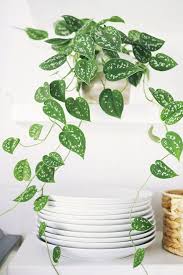 Descubra Cinco Plantas Pendentes Faceis De Cuidar Plantas Pendentes Plantas De Hera Plantas