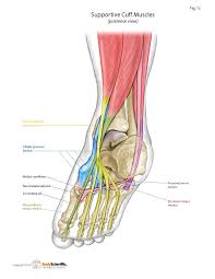 Custom Molded Orthotics Stress Fracture Foot Injury How To Relieve Stress