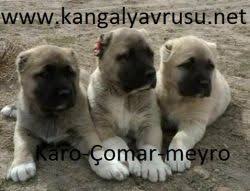 Sivas Kangal Kopek Yavrusu Uretim Ciftligi
